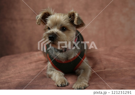 ヨークシャテリア　ムギくん 121231291