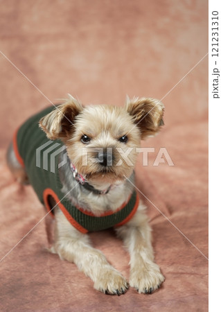 ヨークシャテリア　ムギくん 121231310