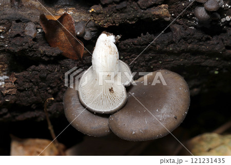 おいしい天然野生の育つヒラタケ（傘・ヒダ・柄観察用画像、ストロボ＋マクロ撮影） 121231435