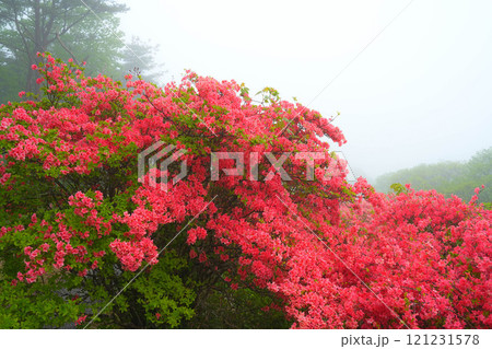 ツツジ 121231578
