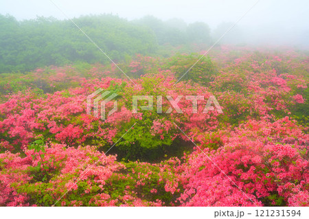 ツツジ 121231594