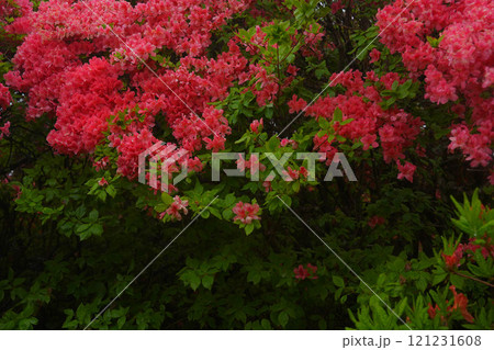 ツツジ 121231608