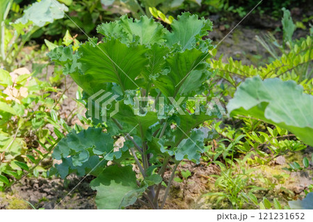 Cabbage seedlings are planted in village garden. Growing decorative cabbage in farm garden. Gardening. Sunny day. Cabbage seedlings are planted in village garden. Growing decorative cabbage in farm garden. Gardening. Sunny day. 121231652