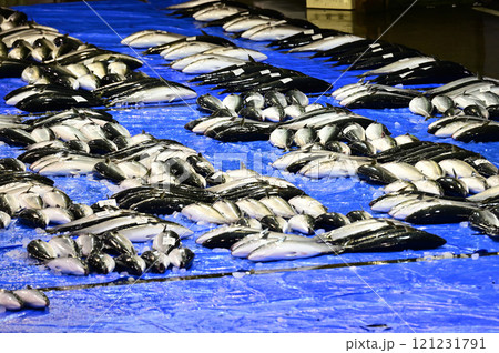 氷見寒鰤 氷見寒鰤 121231791