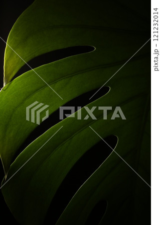 緑の葉に映える緑    モンステラ 121232014