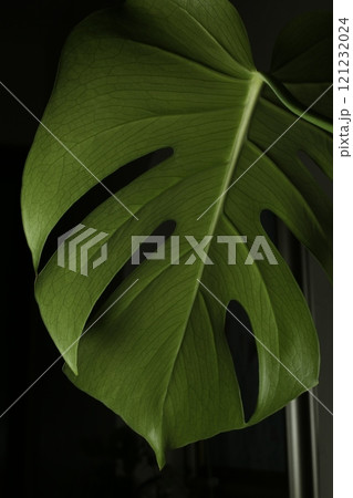 緑の葉に映える緑    モンステラ 121232024