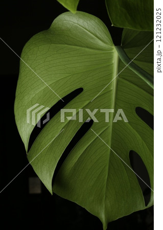 緑の葉に映える緑    モンステラ 121232025
