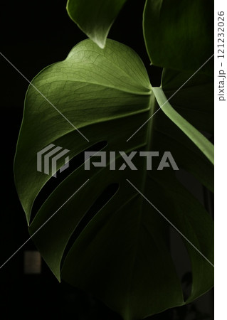 緑の葉に映える緑    モンステラ 121232026