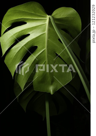 緑の葉に映える緑    モンステラ 121232029