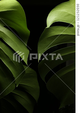 緑の葉に映える緑    モンステラ 121232030
