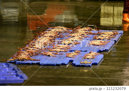 富山のズワイガニ 富山のズワイガニ 121232079