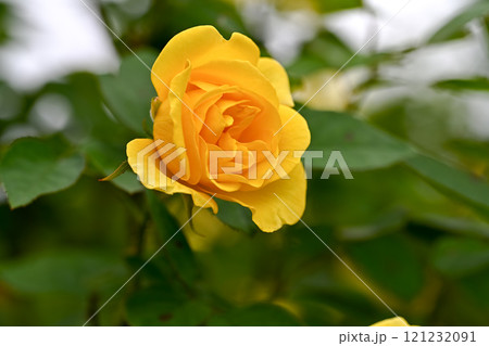 バラの花 121232091