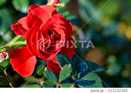 バラの花 121232105