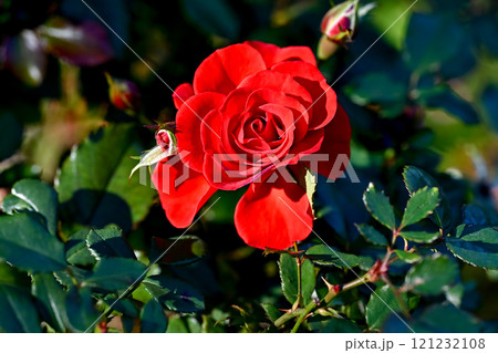 バラの花 バラの花 121232108