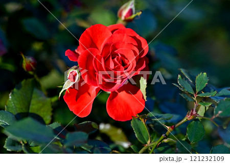 バラの花 バラの花 121232109