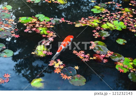 南禅寺 天授庵の紅葉と池泉回遊式庭園に泳ぐ錦鯉 南禅寺 天授庵の紅葉と池泉回遊式庭園に泳ぐ錦鯉 121232143