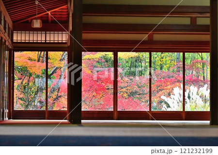 南禅寺 天授庵の紅葉と池泉回遊式庭園に泳ぐ錦鯉 南禅寺 天授庵の紅葉と池泉回遊式庭園に泳ぐ錦鯉 121232199