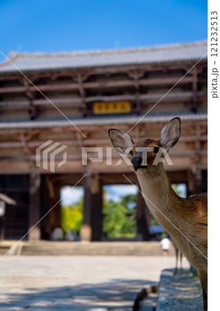 奈良県奈良市、東大寺南大門とシカのいる風景 奈良県奈良市、東大寺南大門とシカのいる風景 121232513
