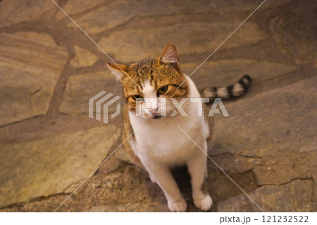 ギリシャ、猫の日常 ギリシャ、猫の日常 121232522