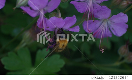 ゼラニウムダルマチクムの蜜を吸うトラマルハナバチ 121232654