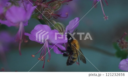 ゼラニウムダルマチクムの蜜を吸うトラマルハナバチ 121232656