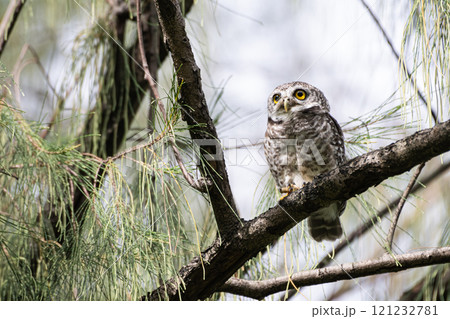 Single spotted owlet perching on branch of tree in the park. 121232781