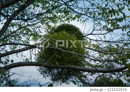 木に寄生している緑の丸いヤドリギ 121232810