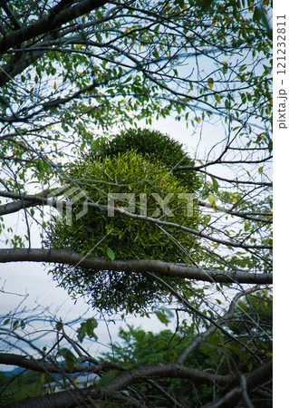 木に寄生している緑の丸いヤドリギ 121232811