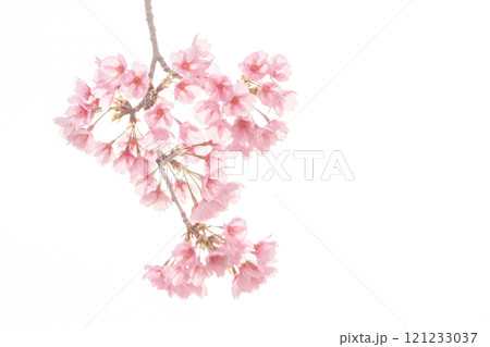 早咲きの桜 安行桜 早咲きの桜 安行桜 121233037