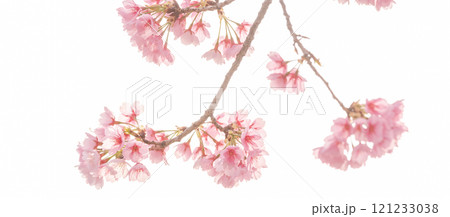 早咲きの桜　安行桜 121233038