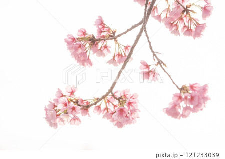 早咲きの桜　安行桜 121233039