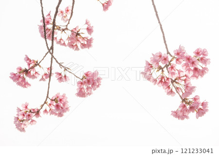 早咲きの桜 安行桜 早咲きの桜 安行桜 121233041