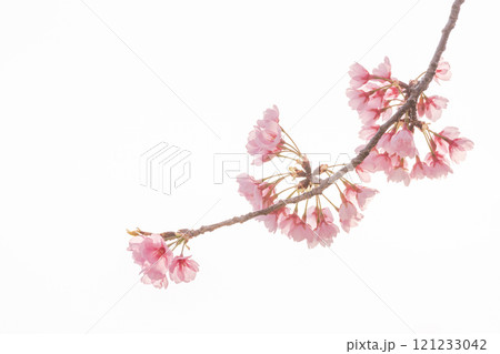 早咲きの桜　安行桜 121233042