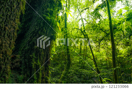 Tree trunk to green leaves of tree in forest with sun light. Fresh environment in green woods. Forest tree on sunny day. Natural carbon capture. Sustainable conservation and ecology. Green carbon sink 121233066