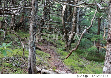 富士山5合目のからの眺め 富士山5合目のからの眺め 121233153
