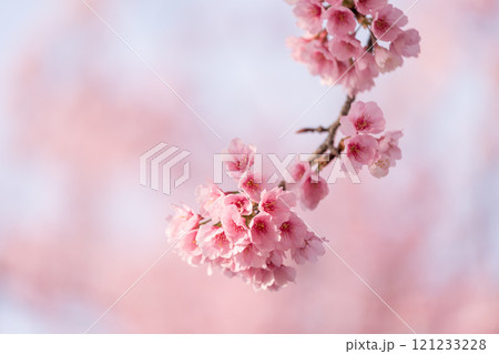 早咲きの桜 安行桜 早咲きの桜 安行桜 121233228