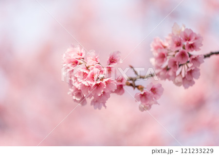 早咲きの桜　安行桜 121233229