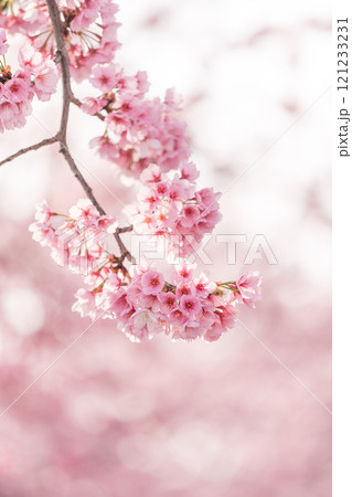 早咲きの桜 安行桜 早咲きの桜 安行桜 121233231