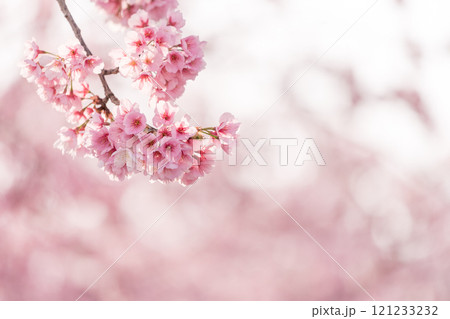 早咲きの桜 安行桜 早咲きの桜 安行桜 121233232