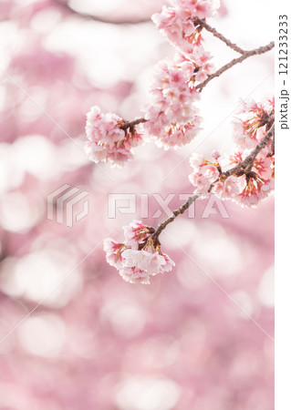 早咲きの桜　安行桜 121233233
