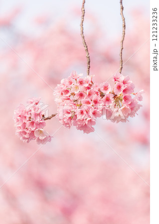 早咲きの桜　安行桜 121233236