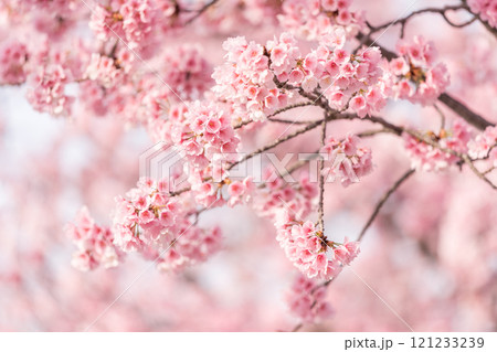 早咲きの桜　安行桜 121233239