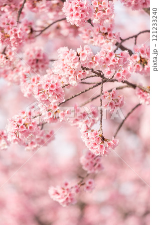 早咲きの桜　安行桜 121233240