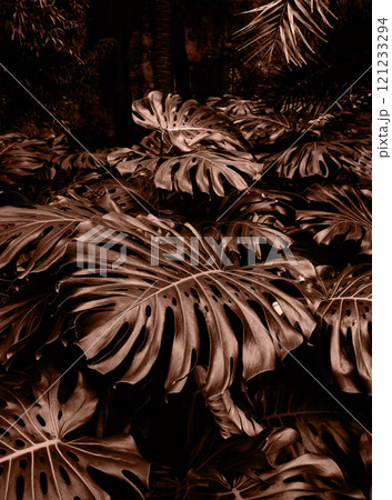 Vibrant close-up of lush monstera leaves in a tropical forest. Demonstrating color of 2025 year Vibrant close-up of lush monstera leaves in a tropical forest. Demonstrating color of 2025 year 121233294