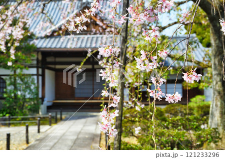 上品蓮台寺 美しい枝垂れ桜(京都府京都市北区) 上品蓮台寺 美しい枝垂れ桜(京都府京都市北区) 121233296