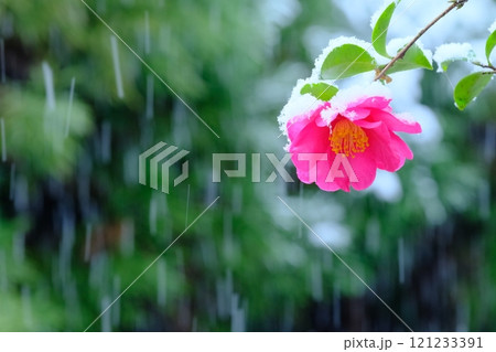 雪と山茶花 121233391