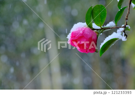 雪と山茶花 121233393