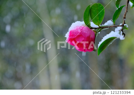 雪と山茶花 121233394