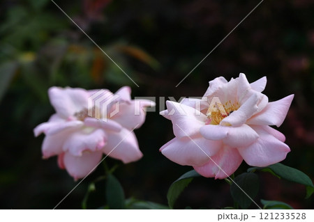 花の女王 花の女王 121233528