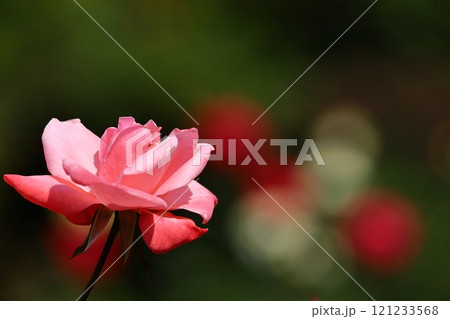 花の女王 121233568
